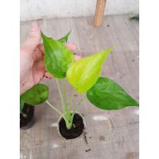 Alocasia cucullata gold variegated s 850р
