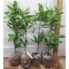 Сизигиум ароматикум. / Syzygium aromaticum (Гвоздичное дерево)