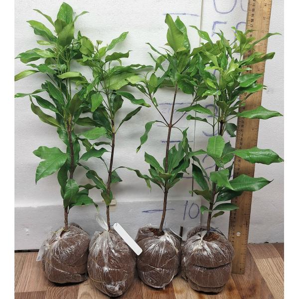 Сизигиум ароматикум. / Syzygium aromaticum (Гвоздичное дерево)