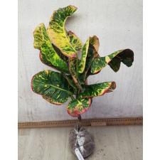 Codiaeum Boosarin 82