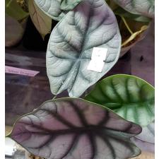 Alocasia 'Silver Dragon' B8 2.5" B8 jun