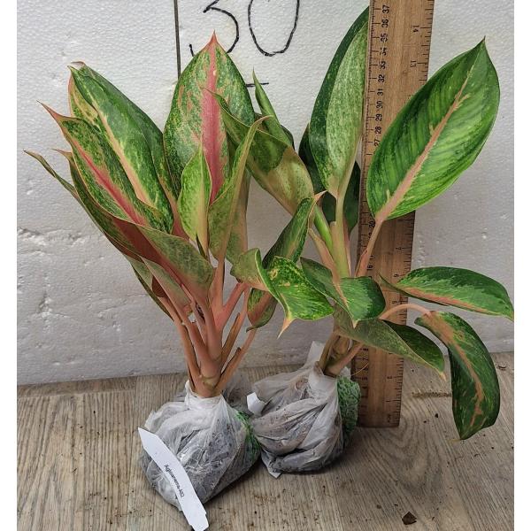  Аглаонема Лукбей - длинные листья / Aglaonema Lokbay - long leaves A-82