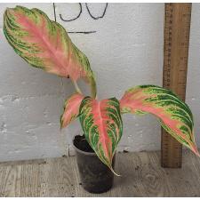 Aglaonema Pink Panama A-94