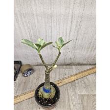 Adenium sp 7581