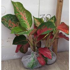 Аглаонема Чанг Данг. / Aglaonema Chang Dang A-24