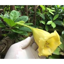 Solandra grandiflora