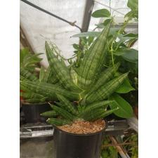 Sansevieria Cyl. 12
