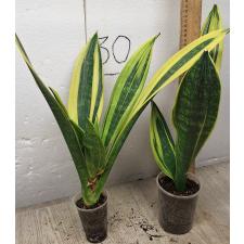 Сансеверия трехполосая Голд Флейм / Sansevieria trifasciata Gold Flame
