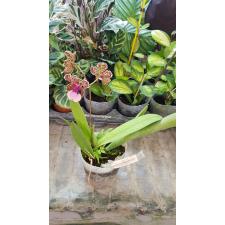 Онцидиум ланцеанум / Oncidium Lanceanum