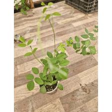 Clitoria ternatea сеянцы в стакане