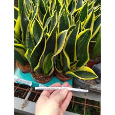 Sansevieria Night Shade 9 cm pot