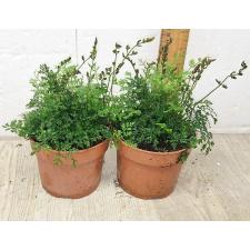 Болбитис гетероклита 'Дифформис' / Bolbitis heteroclita 'Difformis'