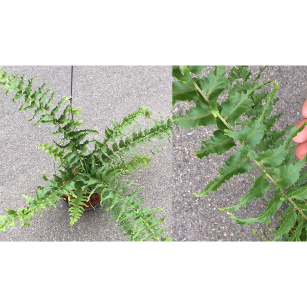 Нефролепис фалката "Шок вейв" / Nephrolepis falcata 'Shock Wave'.