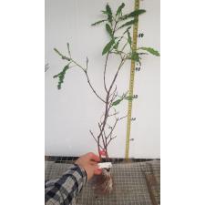 Psidium littorale Raddi 642