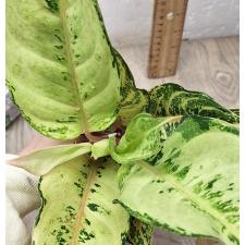 Аглаонема Лаки / Aglaonema Lucky A-54