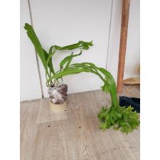 Microsorum punctatum 'Kinnaree' (Superclone) 171