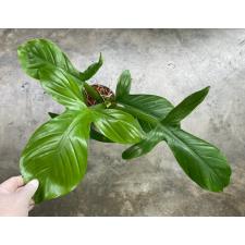 Philodendron applanatum 243
