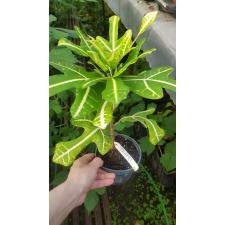 Codiaeum Sorn Thong 334