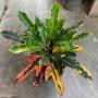 Codiaeum Tri Prakay Dao
