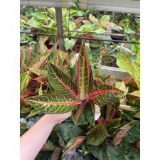 Aglaonema Banlung - Tubtim A-99