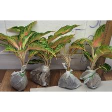 Аглаонема Розовая Панама / Aglaonema Pink Panama A-94