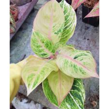 Aglaonema sp. ‘Doungpharuay’