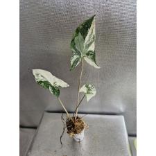syngonium podophyllum white variegated Д 20,05 по 550p