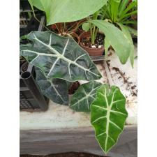 Alocasia Polly pot S