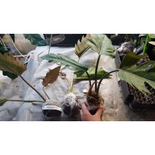 Philodendron Pin Amphan Choco