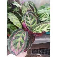 Calathea Roseopicta Var Illu 12 см горшок 800р май