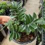 zamioculcas zenzi compact