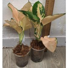 Аглаонема Амазон / Aglaonema Amazon