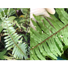 Нефролепис фалтата варегатный / Nephrolepis faltata variegated