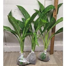 Диффенбахия Чешуя Дракона / Dieffenbachia Dragon Scale (M)