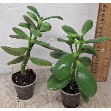 Толстянка древовидная / Crassula arborescens