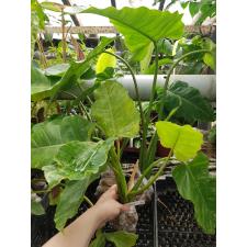 Philodendron sp.(T24) variegated 571