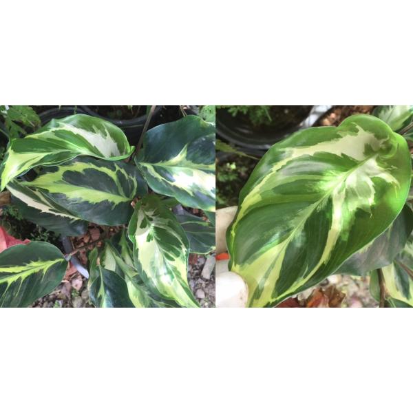 Калатея луисай 'Электрик Шок' / Calathea louisae 'Electric shock'