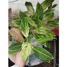 Aglaonema NEW12 Green