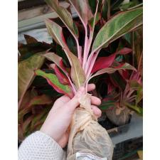 Aglaonema T18 Aurora Red