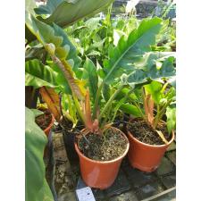 Philodendron 'narrow Escape' 17 см горшок