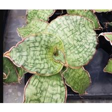 Sansevieria 'Star Green Granite' (P9) pot