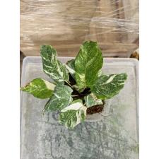 Calathea musaica (white variegated) 4200p