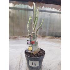 Adenium sp. 14