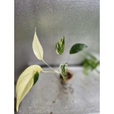 Epipremnum pinnatum variegata super variegata s д стакан 650p
