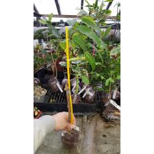 Аганосма маргината №2 (восковой лист) / Aganosma marginata No.2 (wax leaf).