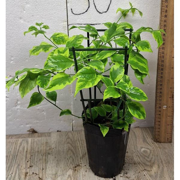 Бугенвиллия Пинк Пикси / Bougainvillea 'Pink Pixie'