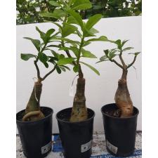 Adenium EK 6856