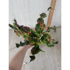 Codiaeum A24 Kwang ngern