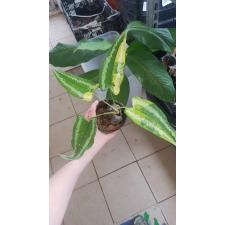 Schismatoglottis sp.(T01) (yellow variegated