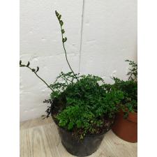 Bolbitis heteroclita 'Difformis'